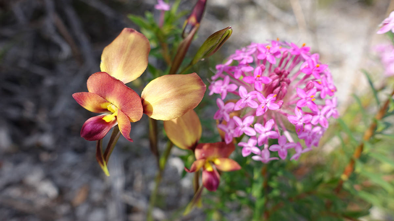Eine wilde Orchidee und eine andere Blüte