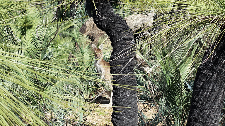 Ein Wallaby im Wald