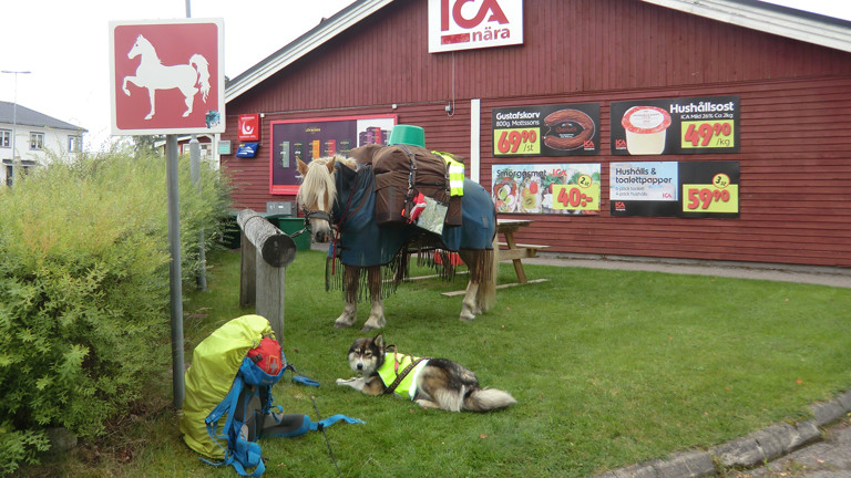 Die Begleiter von Sarah Langmaack auf dem Pferdeparkplatz vor einem Supermarkt: Pferd Santano und der Husky Qaanaag.