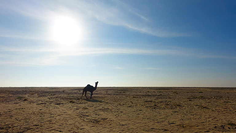 Ein schwarzes Kamel in der omanischen Landschaft