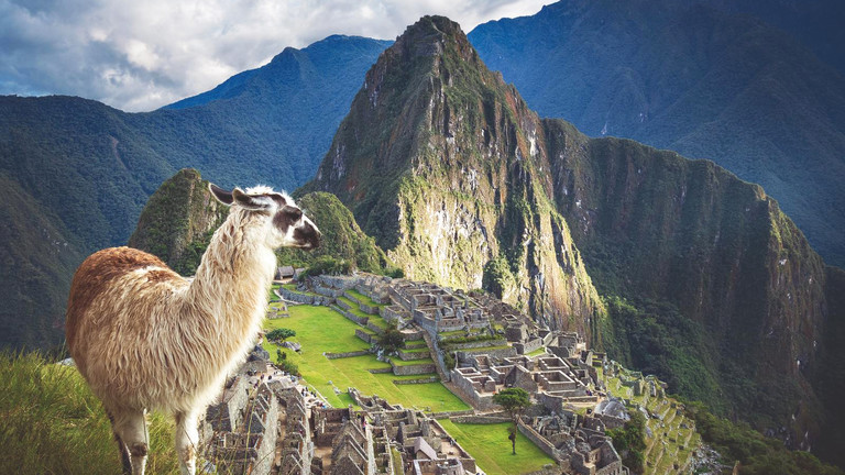 Ein Lama in Machu Picchu, Peru