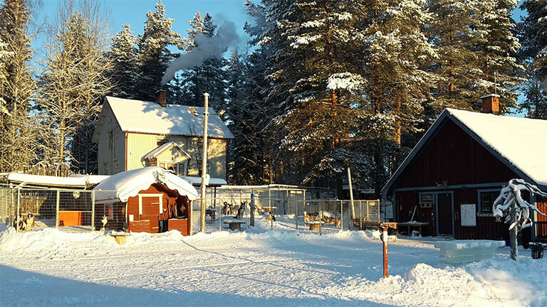 Farm mit Huskys