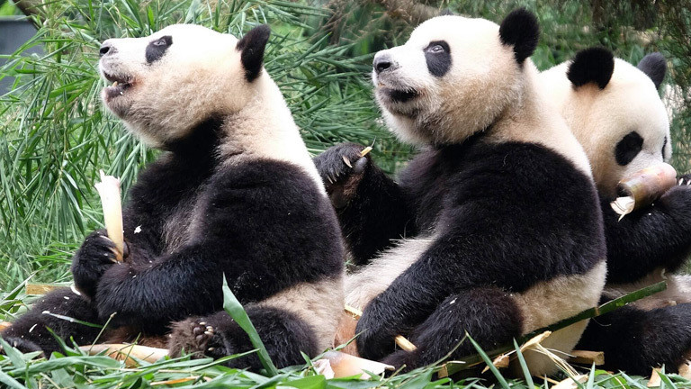Drei Pandabären in der Panda-Aufzuchtstation in Chengdu.