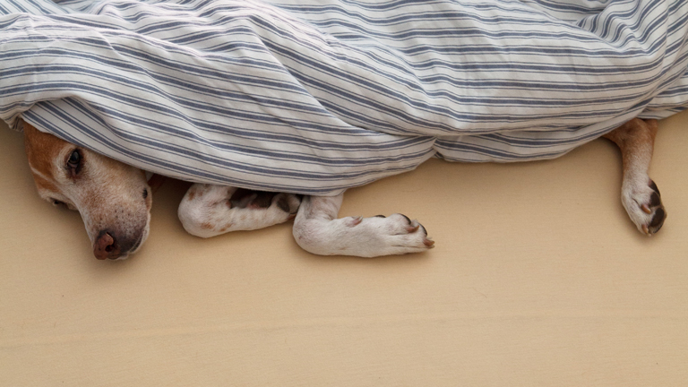 Ein Hund liegt unter einer Decke.