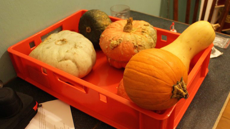 Am Ende schaffen es Heinz Blue, Huba Buba, Aladins Hut, Orange und Butternut zurück in Moritz Küche.