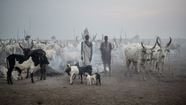 Rinder im Südsudan