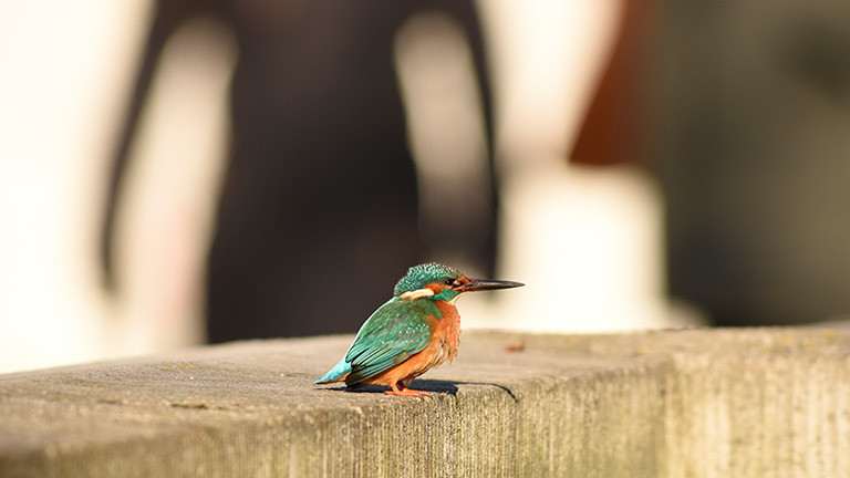 Ein Eisvogel