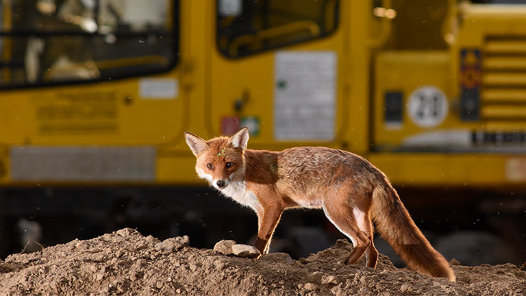 Ein Fuchs
