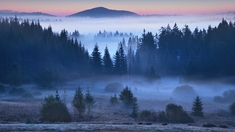 Morgenstimmung, Bayerischer Wald