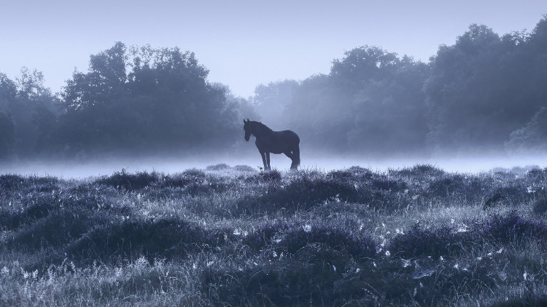 Morgens in der Heide, Niederrhein