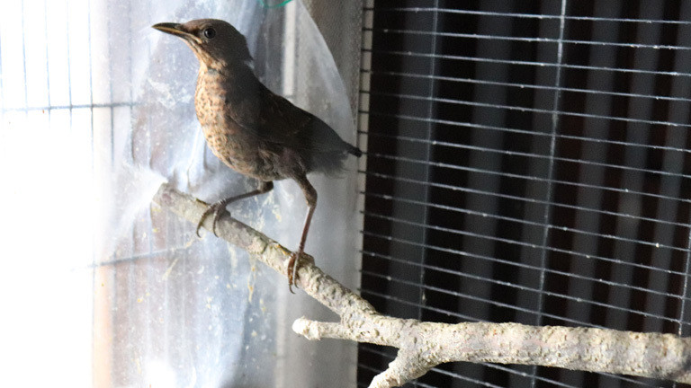 Eine Drossel in einem Käfig im Wohnzimmer der Vogelfrau.