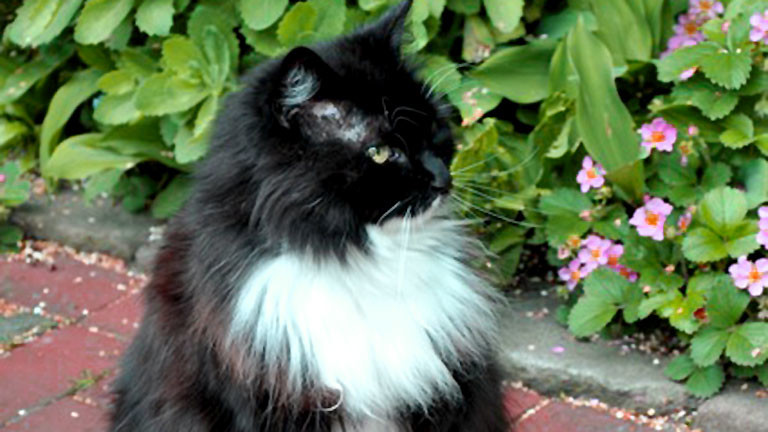 Lucy, die Katze