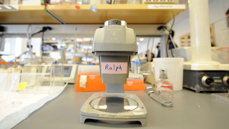 Ralph Steinmans Mikroskop an der Rockefeller University.