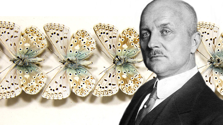 Insektenforscher und Schmetterlingsexperte: Arnold Schultze