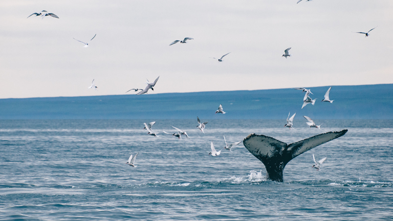 Schwanzflosse eines Buckelwahls