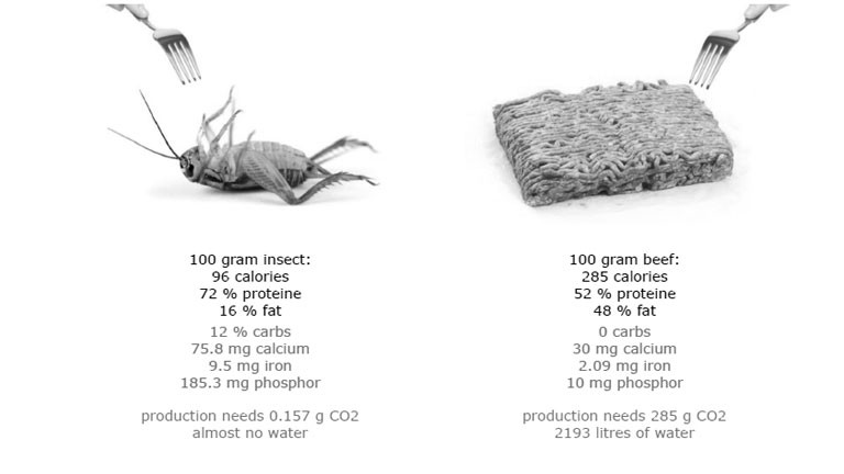 Eine Grafik, die Nährwerte von Insekten mit denen von Fleisch vergleicht.