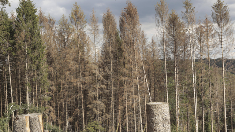 Vorne gerodete Waldfläche, hinten vom Borkenkäfer befallene Fichten (Bergisches Land, Nordrhein-Westfalen, Deutschland)