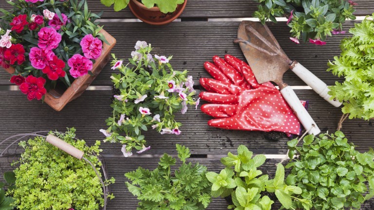 Blumen, Kräuter, Pflanzen, Werkzeug und rote Gartenhandschuhe auf einem Balkon.
