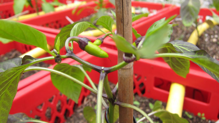 Chili