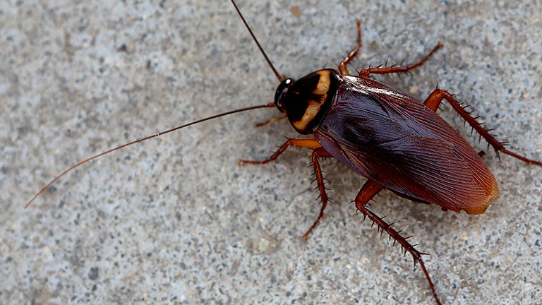 Kakerlake: Unbesiegbares Ungeziefer · Dlf Nova