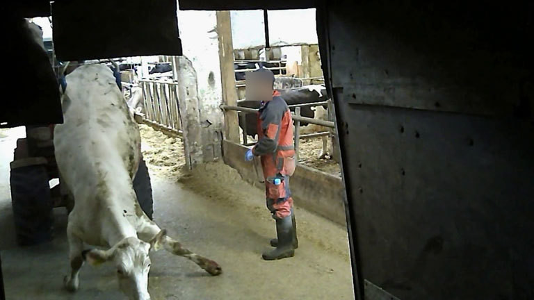 Eine Kuh wird mit einem Traktor durch den Stall gezerrt.