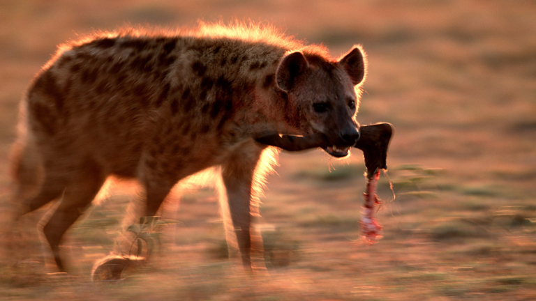 Eine Hyäne hält ein abgebissenen Lauf im Maul.