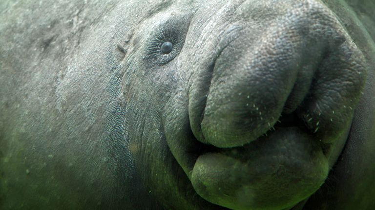 Ein Manati glubscht neugierig.