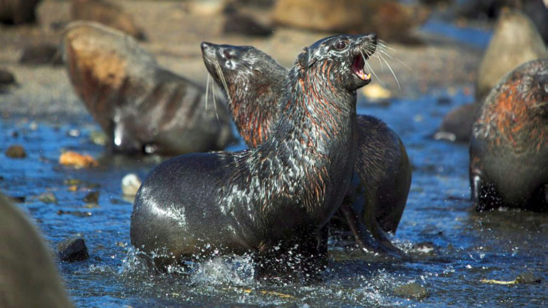 Der Antarktische Seebär