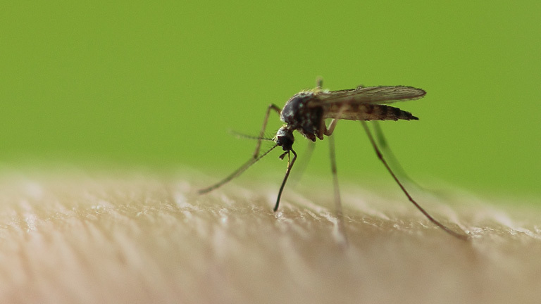 Eine Mücke sticht zu.