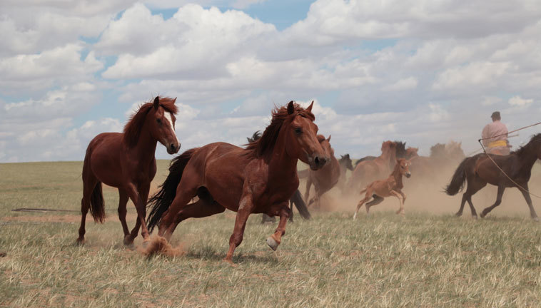 Eine Pferdeherde in der inneren Mongolei