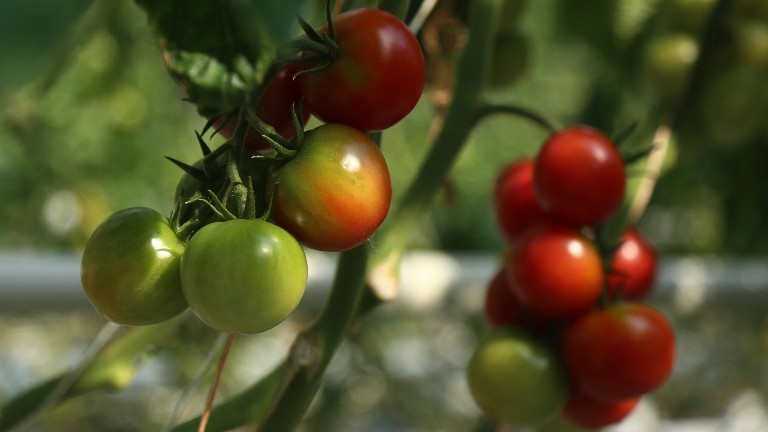Tomatenanbau auf einer Plantage in Russland.