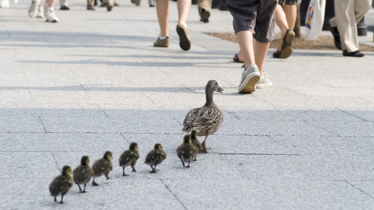 Eine Entenmutter läuft mit ihren Jungen über eine Straße zum Wasser.