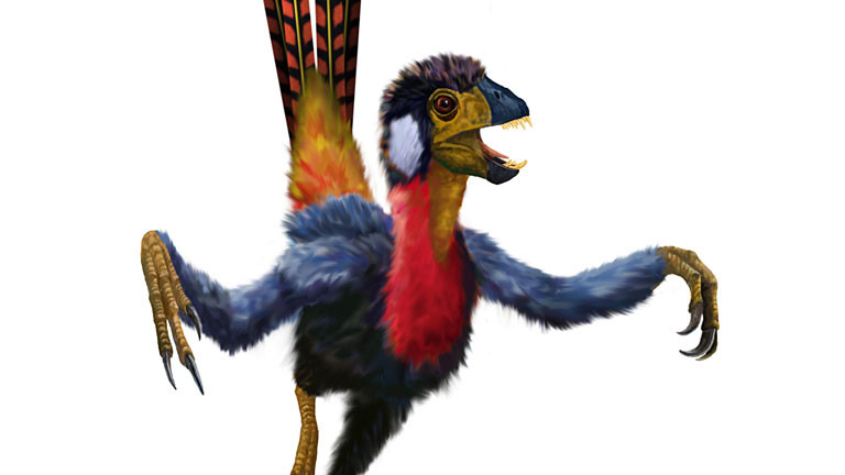 Die zweibeinige Saurierart Epidexipteryx war nur taubengroß und besaß vier ungewöhnlich lange Schwanzfedern.
