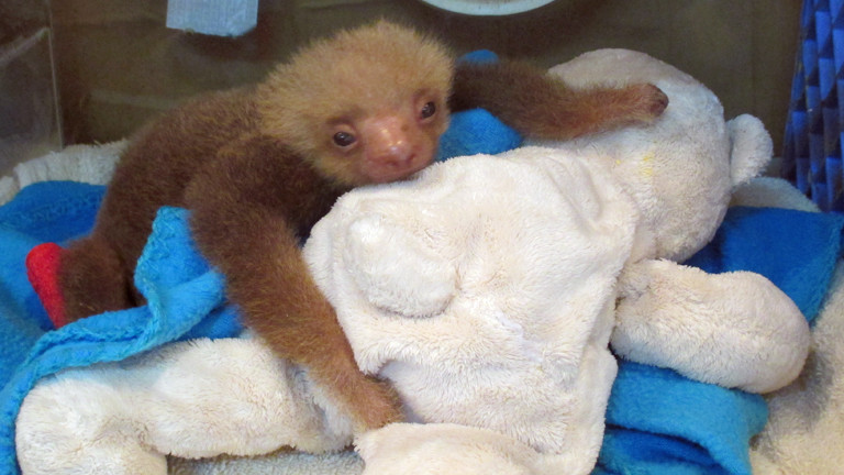Ein Faultier im Sloth Sanctuary.