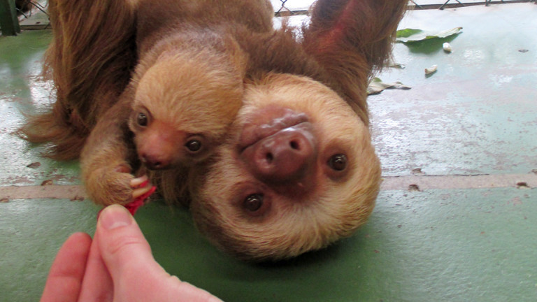 Ein Faultier im Sloth Sanctuary.