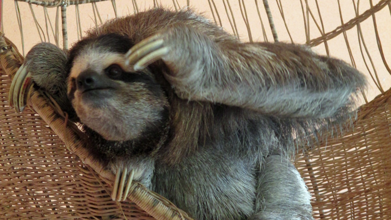 Ein Faultier im Sloth Sanctuary.