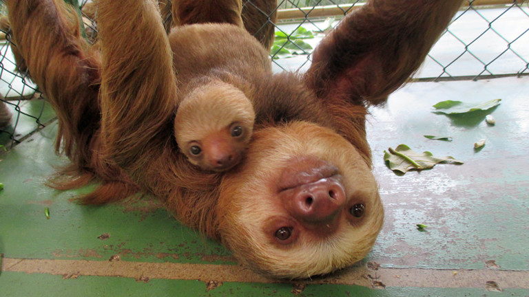 Faultiere im Sloth Sanctuary.