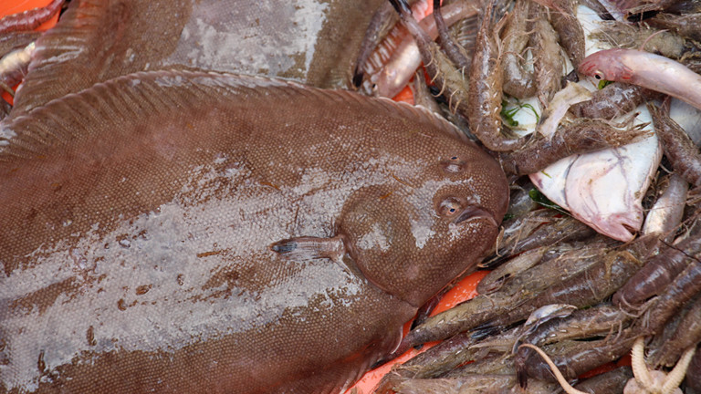 Fische und Krabben liegen in einer Plastikschale.