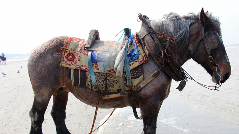 Ein Pferd steht am Strand mit Decken und einem einfachen Sattel auf dem Rücken.
