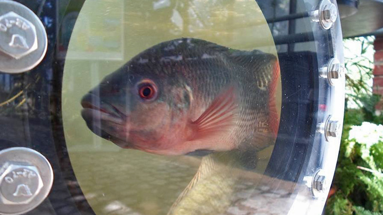 Hinter einem Bullauge schwimmt ein grau-rötlicher Fisch. Es ist ein Süßwasserbarsch.