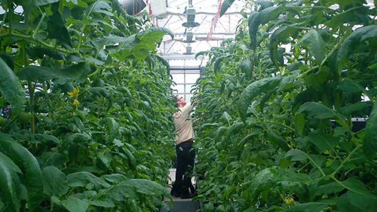 In einem Gewächshaus stehen in zwei langen Reihen große Tomatenpflanzen. In dem schmalen Gang dazwischen pflückt ein Mann Tomaten.