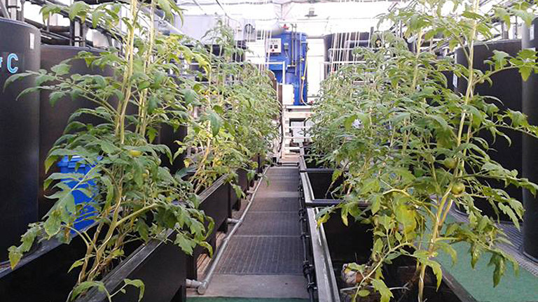 In einem Gewächshaus stehen zwei Reihen von Tomatenpflanzen in schwarzen Kübeln, ohne Erde darin.