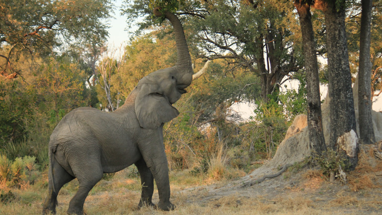 Ein Elefant unter einem Baum
