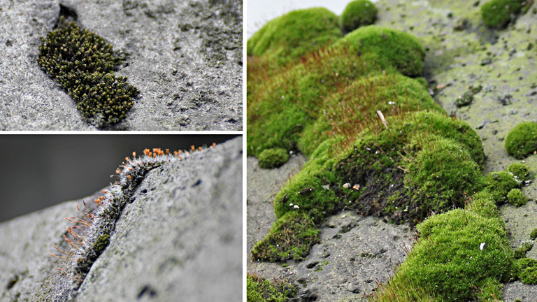 Eine Collage aus drei Fotos. Auf allen ist Gestein zu sehen, auf dem grüne und grau-orange Moose wachsen.