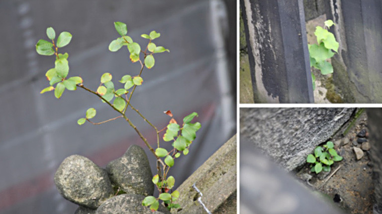 Eine Collage aus drei Fotos. Darauf ist Gestein des Kölner Doms zu sehen auf dem Pflanzen wachsen. Unter anderem ein kleiner Baum.