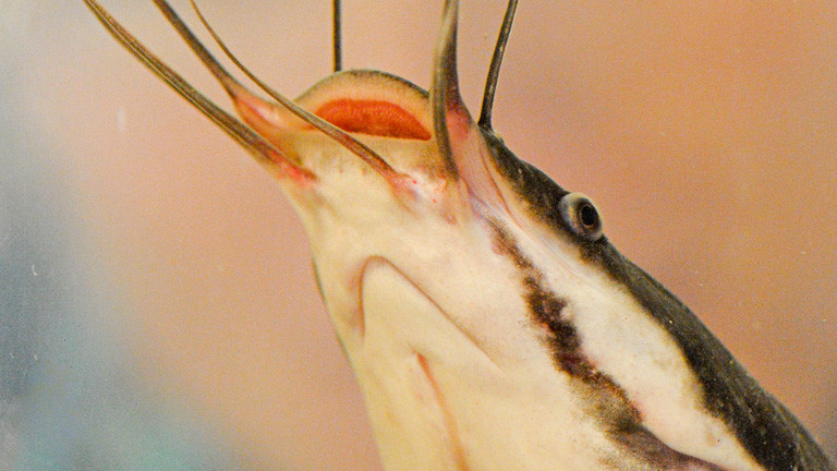 Kopf eines kleinen Welses; Bild: dpa