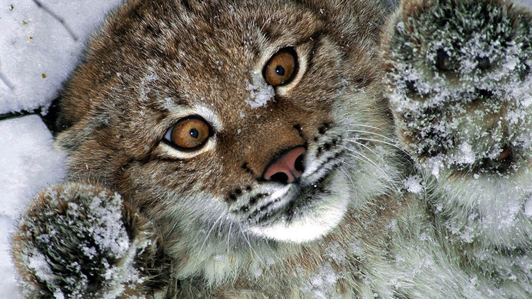Ein junger Luchs liegt im Schnee auf dem Rücken und streckt die Pfoten in die Luft; Bild: dpa