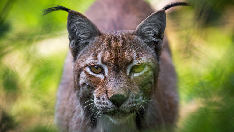 Ein Luchs schaut direkt in die Kamera, der Hintergrund ist grün und verschwommen.