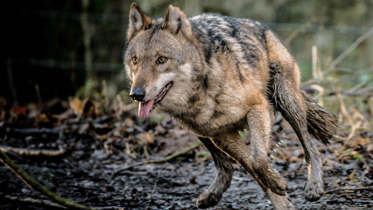 Ein Wolf im Lauf im Wald, es hat geregnet; Bild: dpa