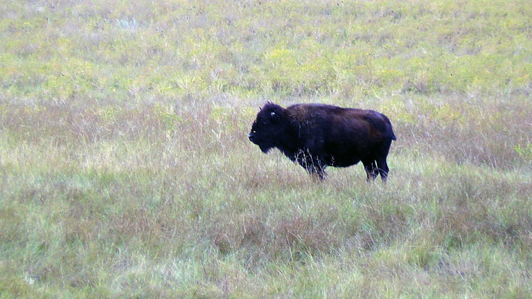 Der Büffel - das Symbol für South Dakota.